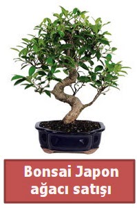 Japon ağacı bonsai satışı  Ordu hediye çiçek yolla 