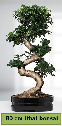 80 cm özel saksıda bonsai bitkisi  Ordu çiçek yolla 