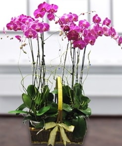 7 dallı mor lila orkide  Ordu çiçek yolla , çiçek gönder , çiçekçi  