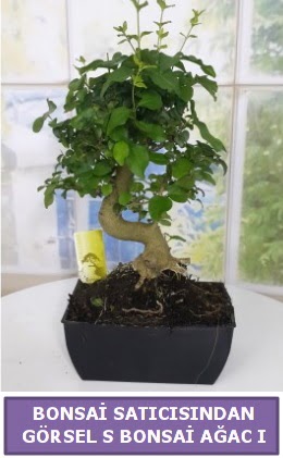 S dal eğriliği bonsai japon ağacı  Ordu çiçek gönderme 