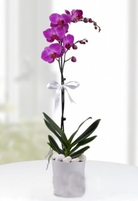 Tek dallı saksıda mor orkide çiçeği  Ordu çiçek siparişi sitesi 