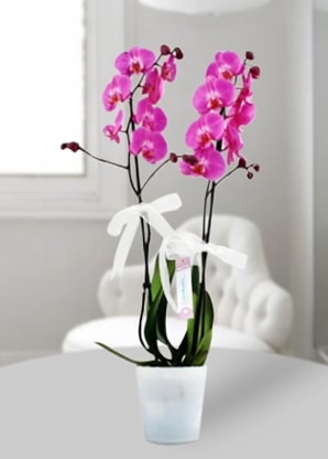 Çift dallı mor orkide  Ordu çiçek siparişi sitesi 