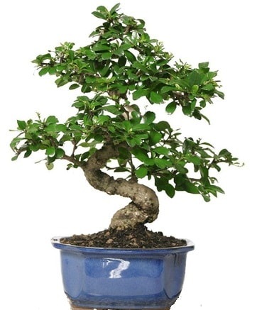 21 ile 25 cm arası özel S bonsai japon ağacı  Ordu çiçek yolla 